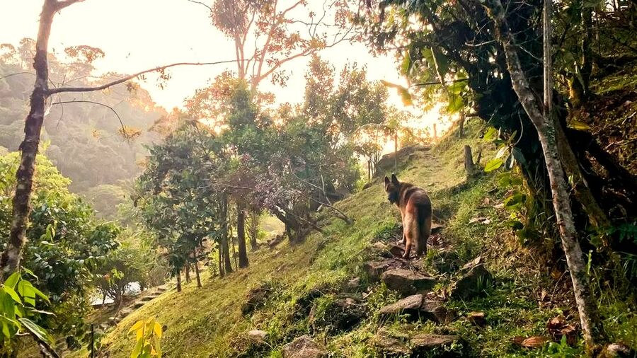 Resident dog on a misty morning trail