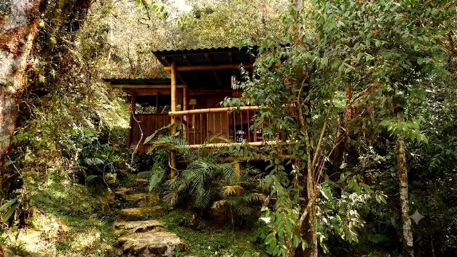 Forest cabin nestled among the trees
