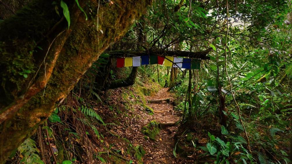 Jungle trail with prayer flags