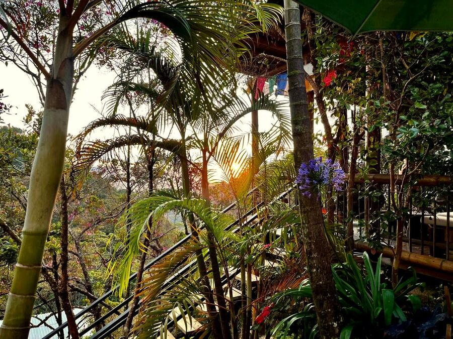 Sunset light through the palms on the deck